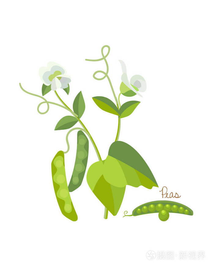新鲜的绿色豌豆插画-正版商用图片0di98x-摄图新视界
