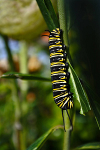 帝王蝶毛毛虫昆虫照片