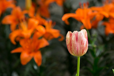 色彩艳丽的郁金香花盛开花卉花园