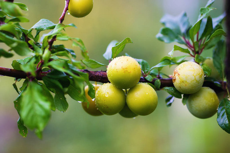 有机梅子黄不成熟的梅子黄照片