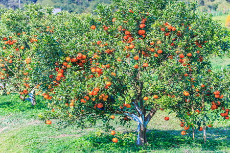 桔子园图片-桔子园素材-桔子园插画-摄图新视界
