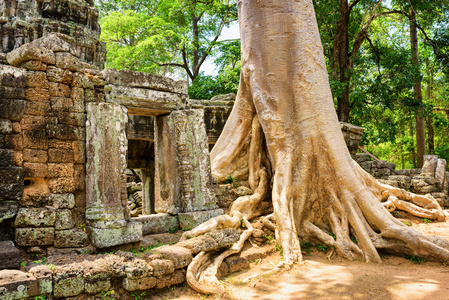 柬埔寨吴哥塔普罗姆寺遗址中生长的树木