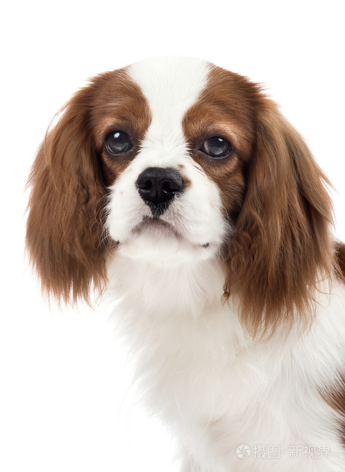 骑士国王查尔斯宾格犬