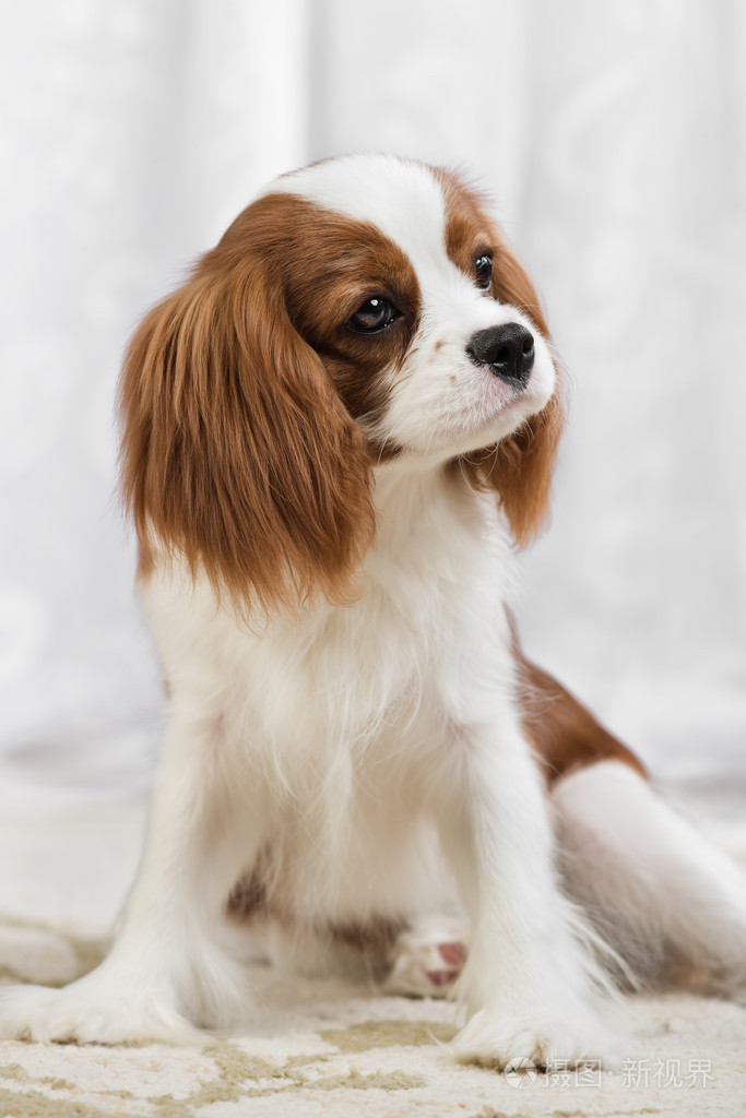 骑士国王查尔斯宾格犬