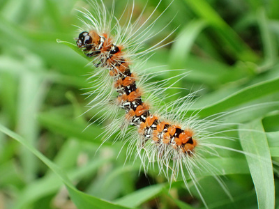 茶毛虫 sericea照片