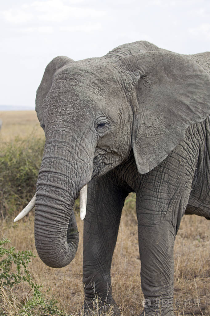 非洲大象特写