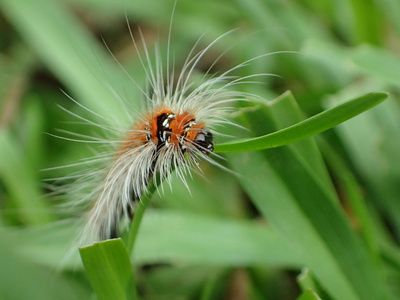 茶毛虫 sericea照片