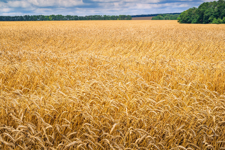 麦浪图片-麦浪素材-麦浪插画-摄图新视界