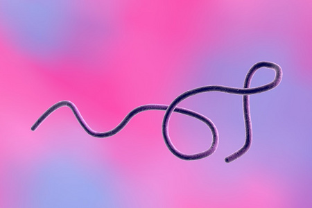 疏细菌伯氏疏螺旋体 recurrentis 或其他伯氏疏螺旋体照片