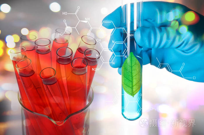 在实验室的试管上孤立的科学家手中的绿叶