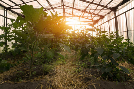用辣椒的温床.越来越多的青辣椒照片