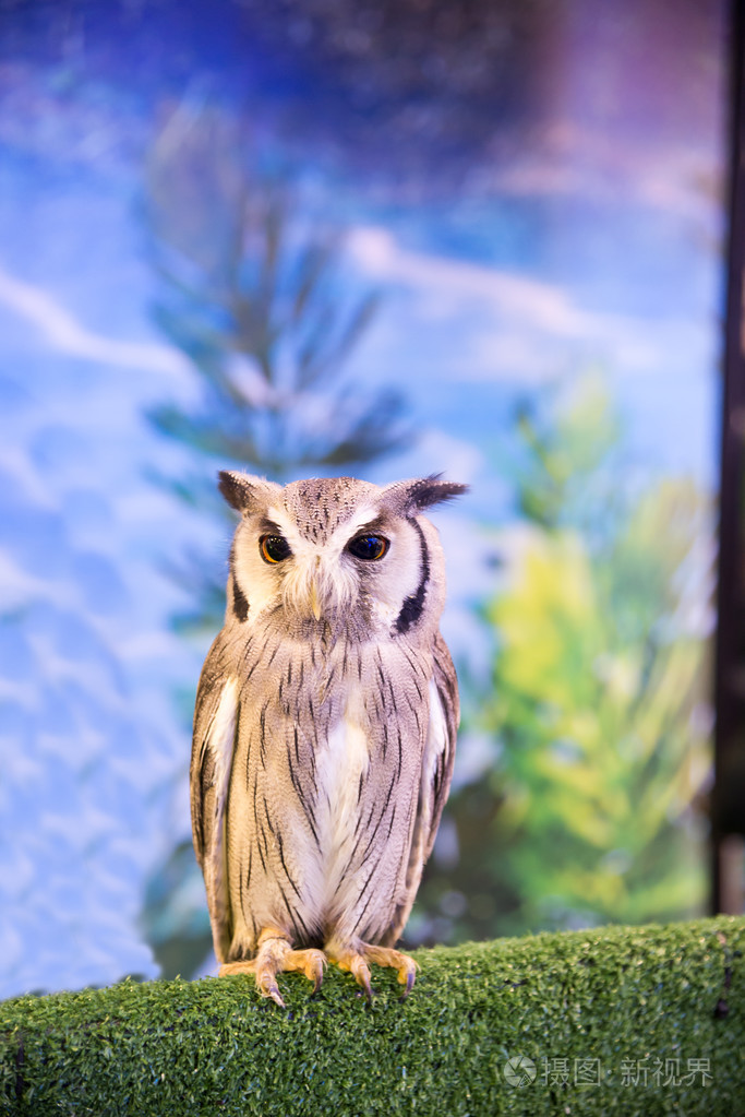 猫头鹰的眼睛的颜色