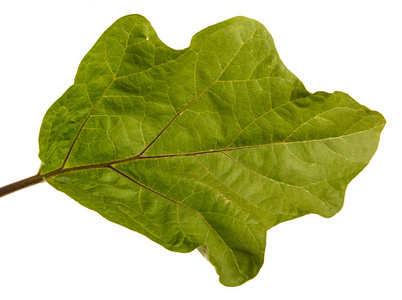 绿色的叶子的茄子布什.白色背景上孤立照片