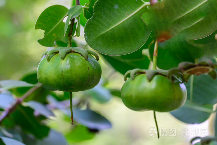 海桑卵形果实家庭较树林