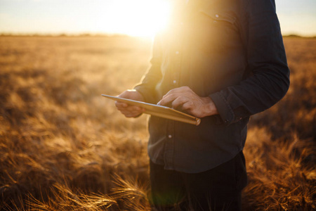 一个农夫的手在麦田里紧紧地抱着一把麦子.