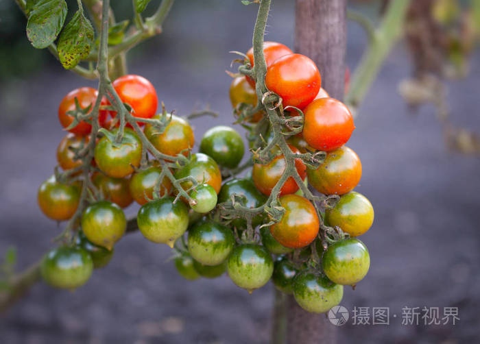 布什对番茄