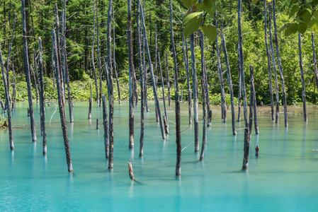 蓝池 Aoiike，美瑛，北海道地区日本