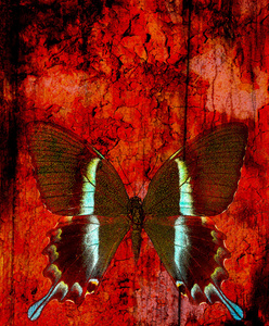 蝴蝶混合中等抽象颜色背面插图