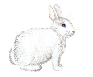 孤立的白兔子