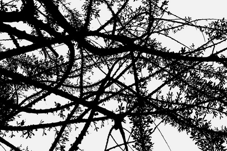 黑色和白色的葫芦树图片