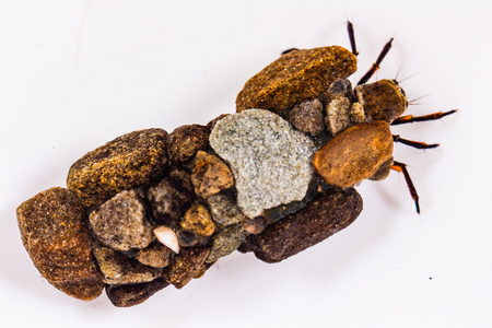 山羊蛾幼虫套管井石蛾幼虫照片