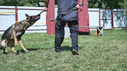 人和动物,男人工作作为一个训狗师德国牧羊犬-狗训