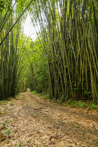竹子林方式路径