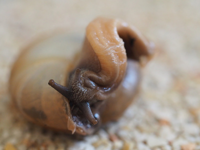 蜗牛的头从顶视图照片