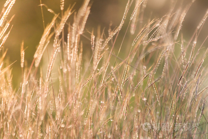 夕阳上的野草, 柔和的阳光, 温暖的色调, 透镜