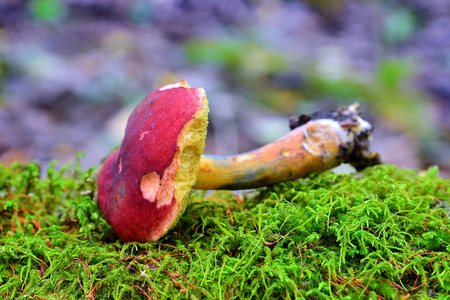 hortiboletus rubellus 蘑菇