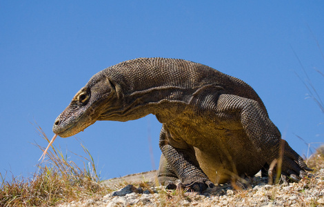 komodo龙varanus komodoensis