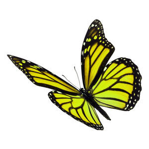 美丽的黄蝴蝶