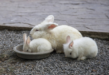 兔子一家吃的食物照片