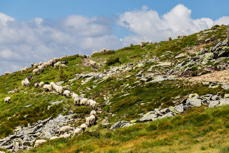 绵羊羊群走在绿色的小山坡上