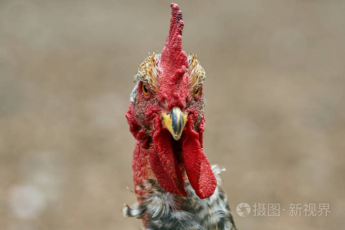 常见的公鸡的头