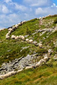 绵羊羊群走在绿色的小山坡上图片