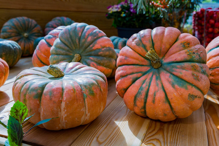 南瓜大南瓜图片