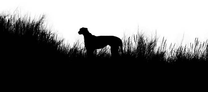 孤立的非洲猎豹，猎豹属产地的白色背景，黑色剪影