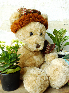 玩具熊坐在木桌上绿色的植物