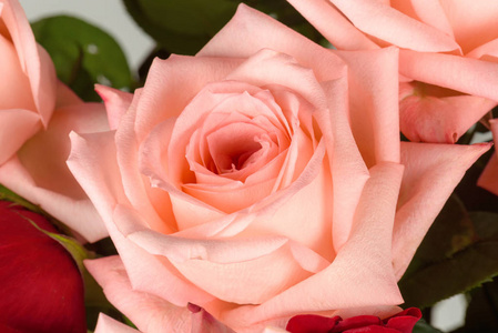 美丽的粉红色玫瑰特写。宏观照片