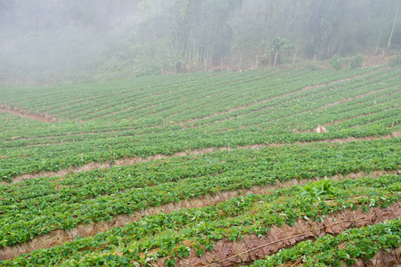在清迈，泰国的 Doi 安康山草莓农场