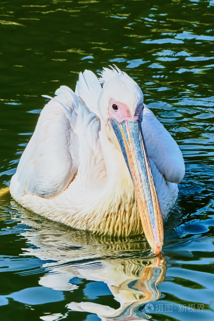湖面上漂着的美丽鹈鹕