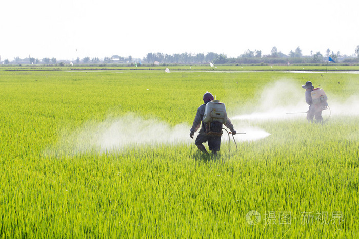 农民在稻田里喷洒杀虫剂