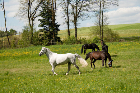 免费的马在草地上吃草