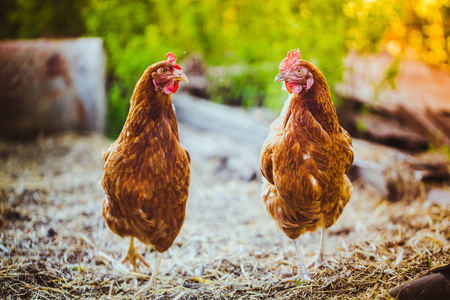 在自然背景下的草地上跑的鸡照片