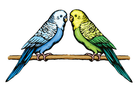 虎皮鹦鹉死亡图图片