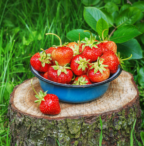 草莓在金属碗在花园里