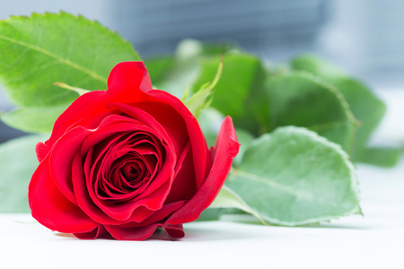 花的背景天然的红玫瑰背景天然的红玫瑰背景红玫瑰是爱的象征.