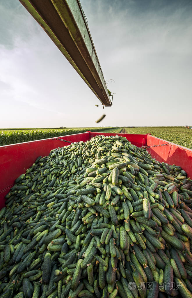 在收获季节时,现场的黄瓜