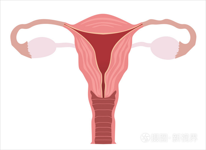 女性生殖系统的器官插画 正版商用图片0djuov 摄图新视界